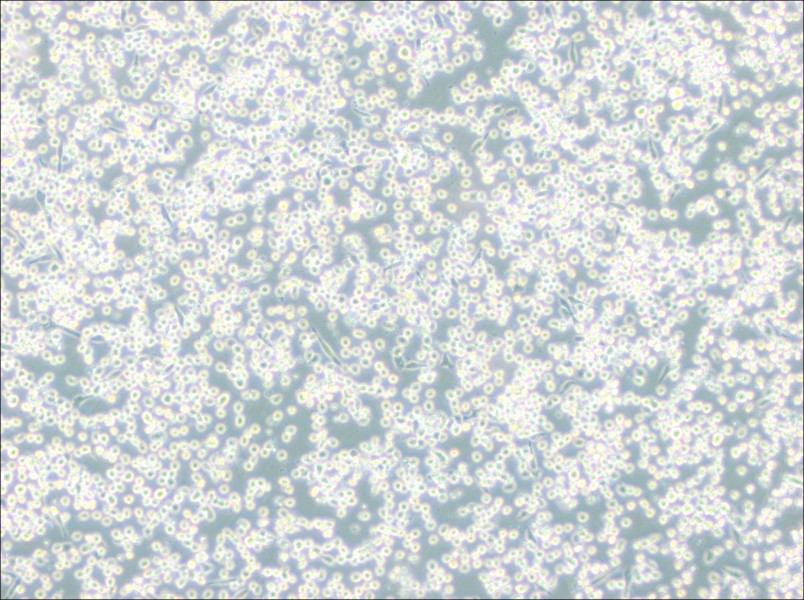 M-07e Cell Complete Medium - 2