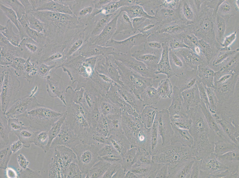 JHH-6 Cell Complete Medium - 4