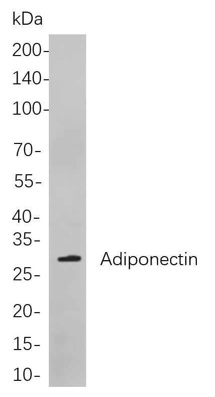 Recombinant Adiponectin Monoclonal Antibody-searchlist-1