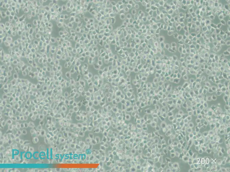 C1498-LUC Cell Complete Medium - 6