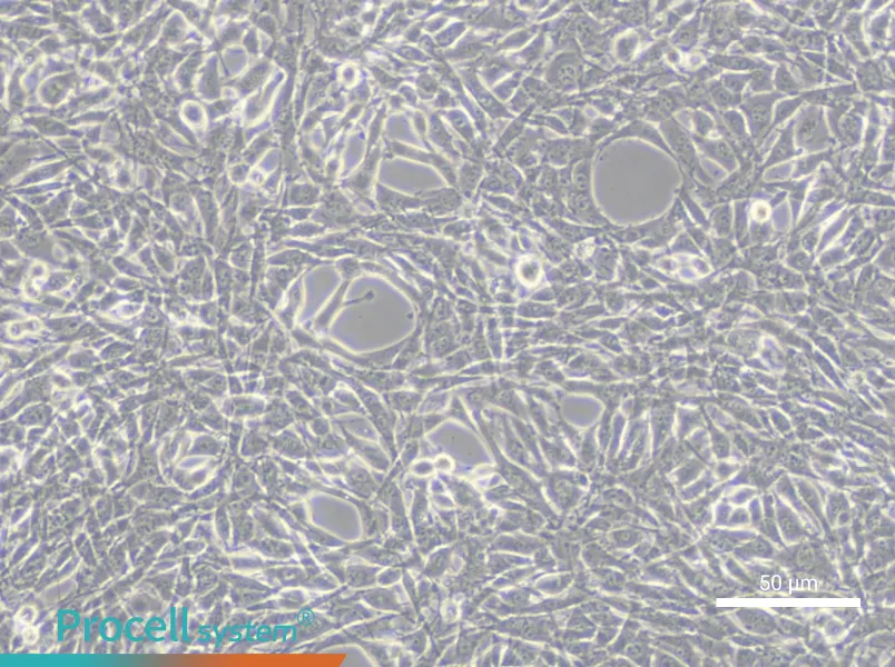 YUMM1.1 Cell Complete Medium - 5