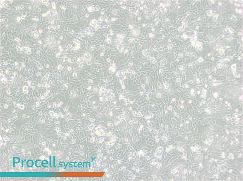 CHO/dhFr- [CHO-DXB11] Cell Complete Medium - 2