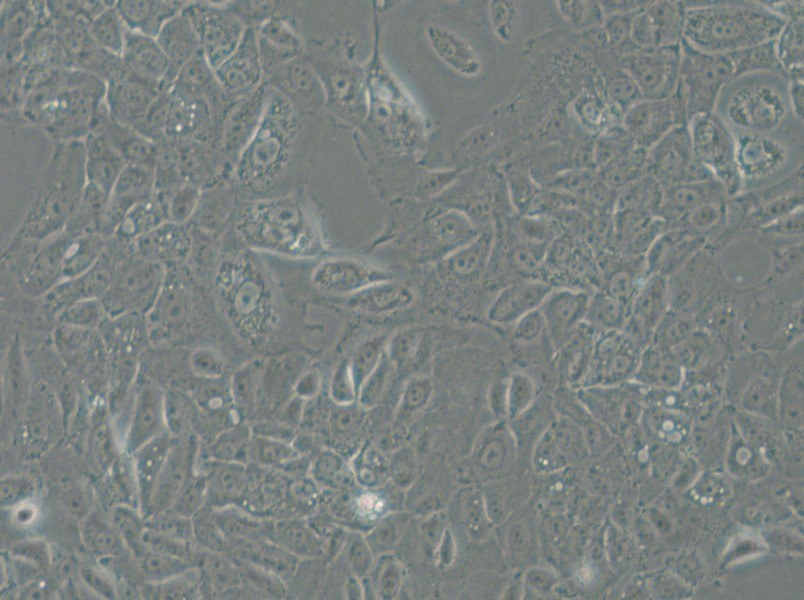 NCI-H1666 Cell Complete Medium - 5