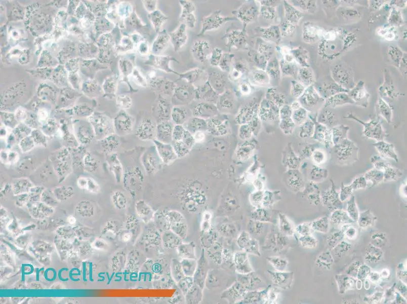 NCI-H23 Cell Complete Medium - small - 4