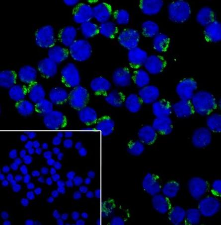 Recombinant PTP1B Monoclonal Antibody - small - 4