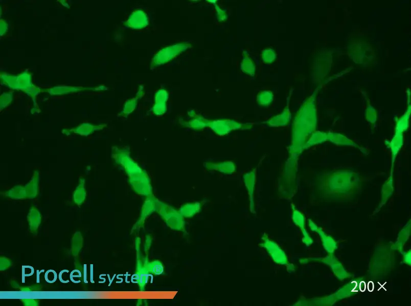 CT26.WT-GFP Cell Complete Medium - 5