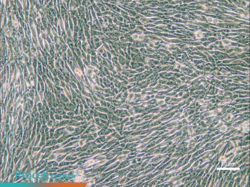 3T6-Swiss albino Cell Complete Medium - small - 4