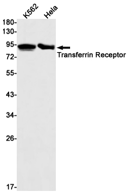 Recombinant Transferrin Receptor/TFRC/CD71 Monoclonal Antibody - 1
