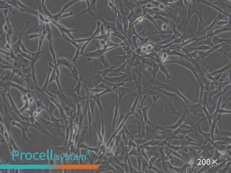 HBZY-1 Cell Complete Medium - 6