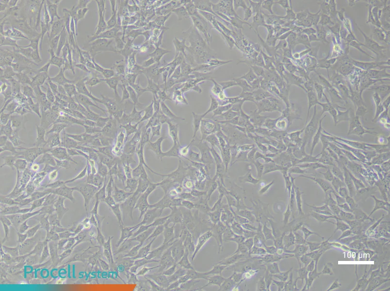 Mouse Aortic Smooth Muscle Cells (Primary cell immortalization)Mouse Aortic Smooth Muscle Cells (Primary cell immortalization) - 3