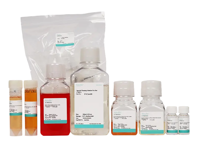Rat Cardiac Microvascular Endothelial Cell Isolation and Culture Kit - small - 3