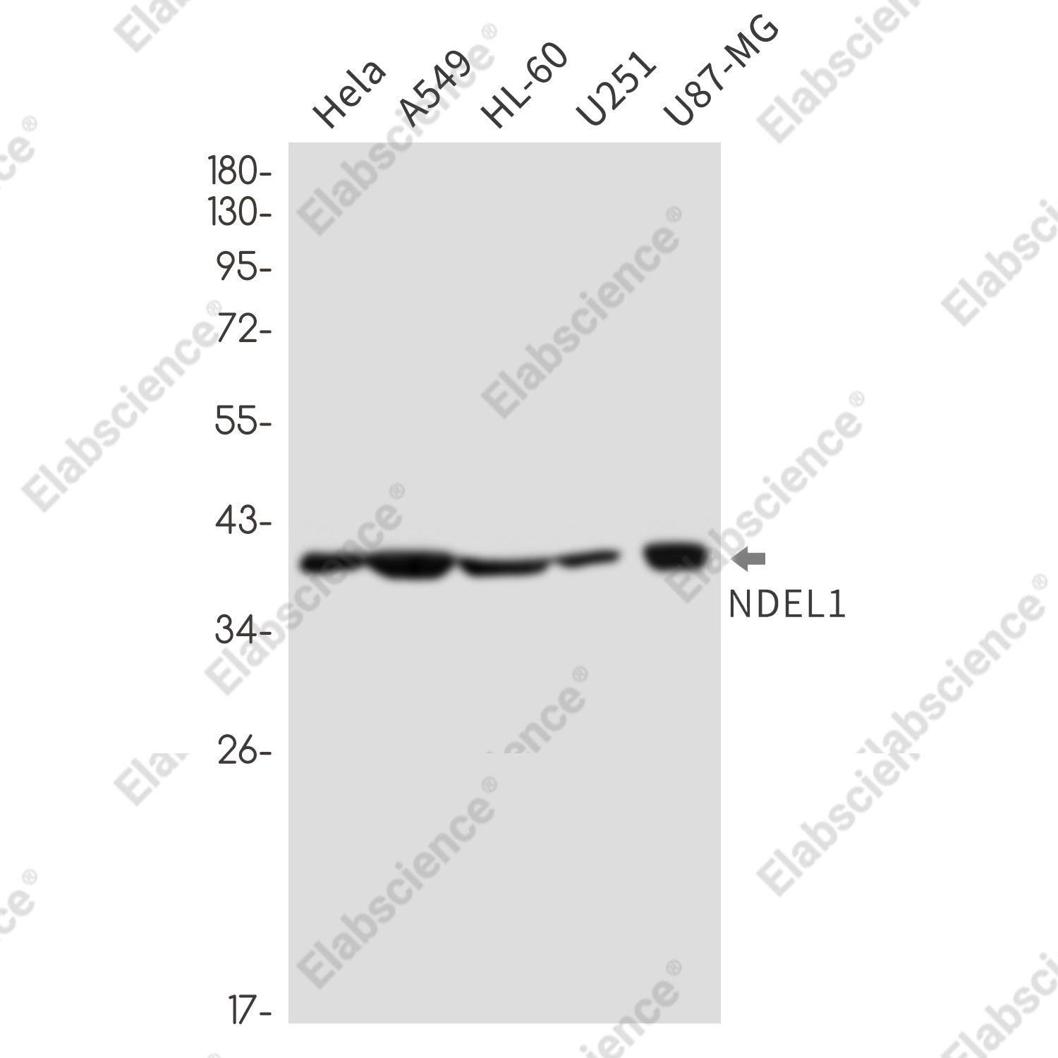 Recombinant NDEL1 Monoclonal Antibody - 1