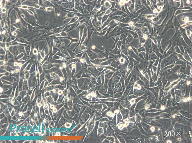 NCI-H596 Cell Complete Medium - small - 5