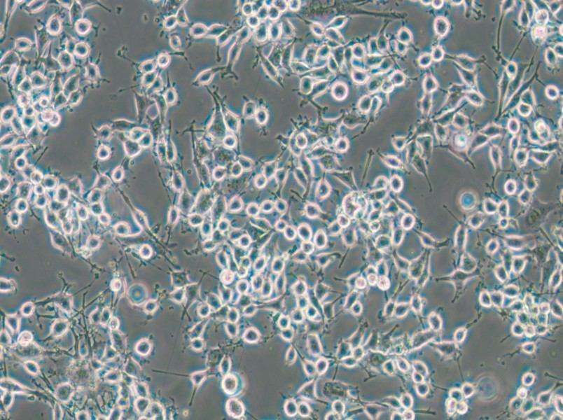 MADB106 Cell Complete Medium - 6