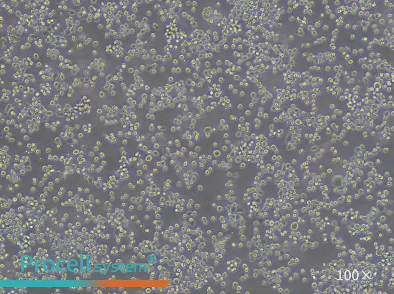 HEL Cell Complete Medium - 2