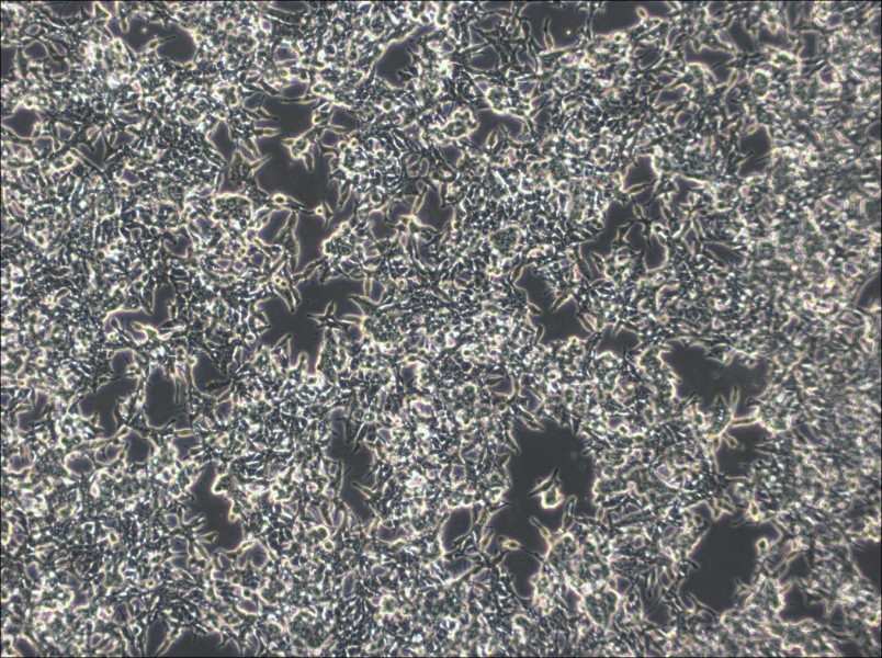 GP2d Cell Complete Medium-searchlist-1