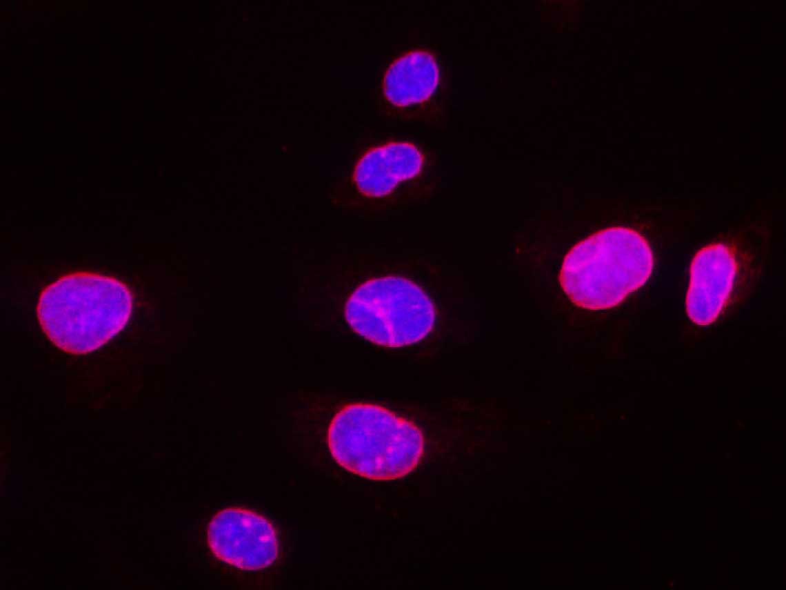 Purified Anti-Human CD33 Antibody[WM53]-产品推荐-1