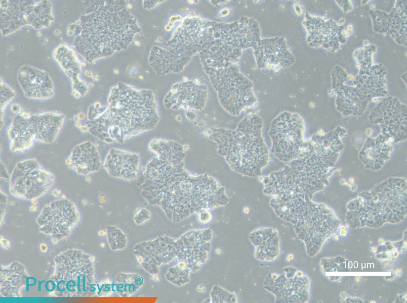 HCC1500 Cell Complete MediumHCC1500 Cell Complete Medium - 3