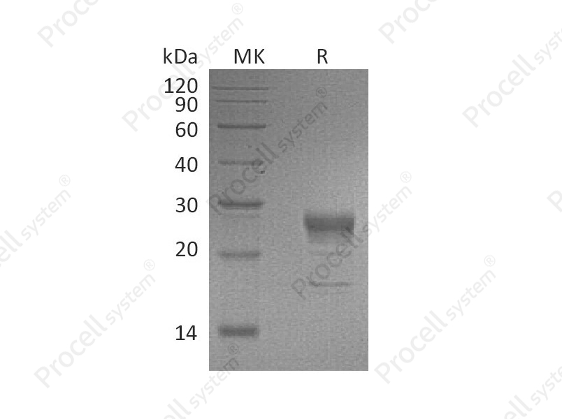 FGF-7/KGF (C-6His), Human, Recombinant