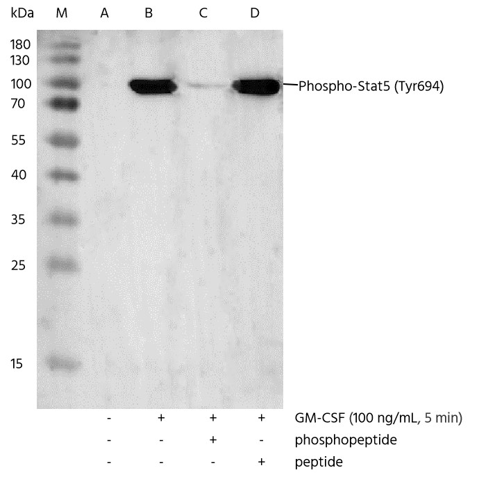 Recombinant Phospho-Stat5 (Tyr694) Monoclonal Antibody - small - 5