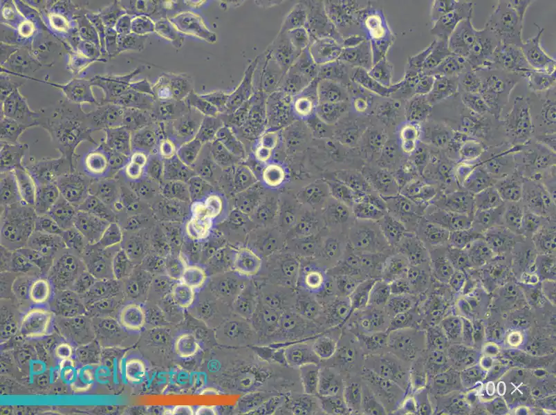 PANC-1 Cell Complete Medium - small - 4