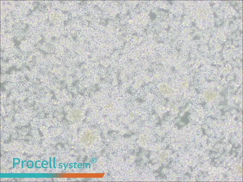 HMy2.CIR Cell Complete Medium - 1