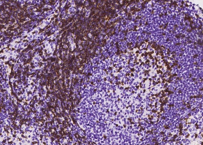 Recombinant CD3D & CD3E Monoclonal Antibody - small - 6