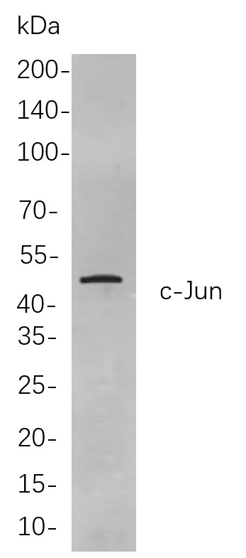 Recombinant c-Jun Monoclonal Antibody-searchlist-1