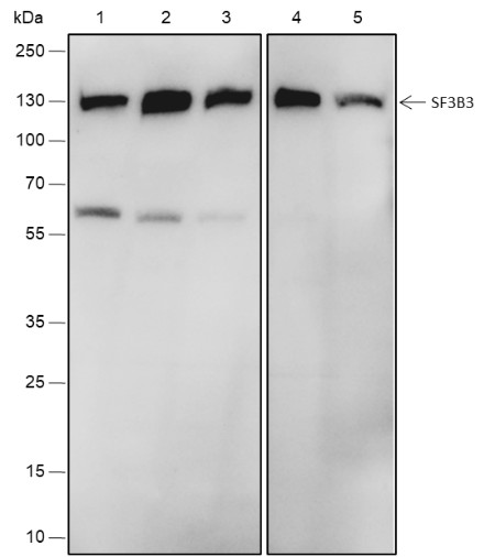 Recombinant SF3B3 Monoclonal Antibody-searchlist-1