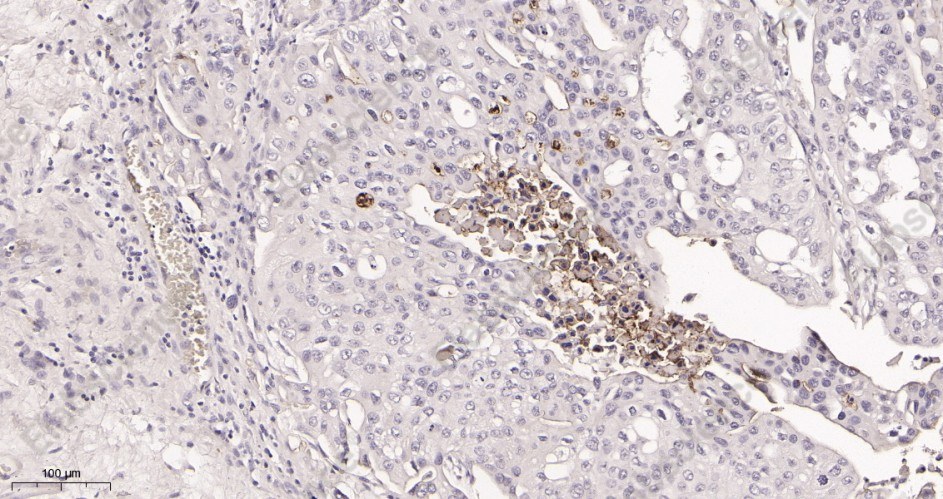 Recombinant CD133 Monoclonal Antibody - 2