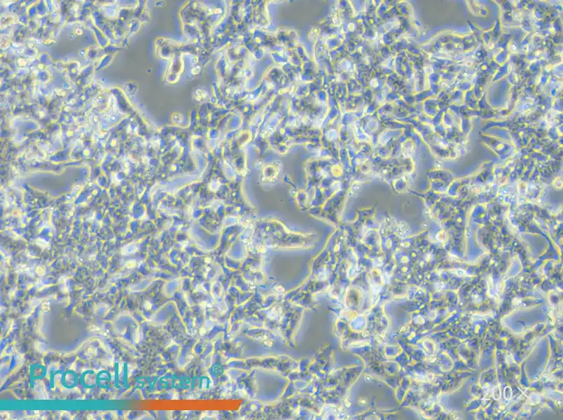 LoVo Cell Complete Medium - small - 4