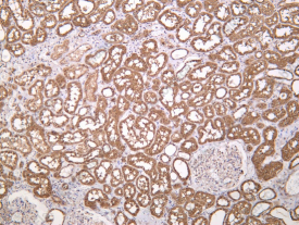 Recombinant PRDX6 Monoclonal Antibody - 1