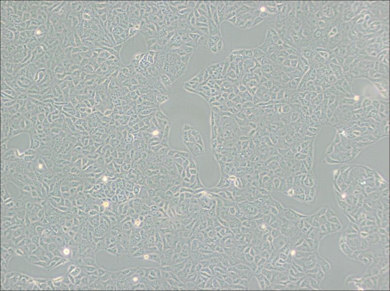 VERO C1008 [Vero E6] Cell Complete Medium - 2