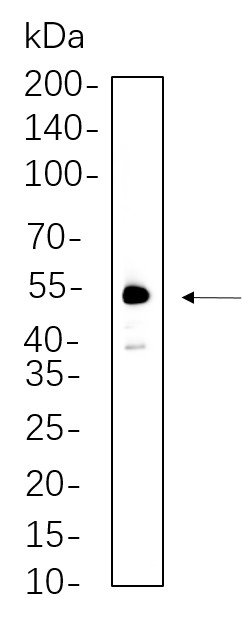 Recombinant XIAP Monoclonal Antibody-searchlist-1