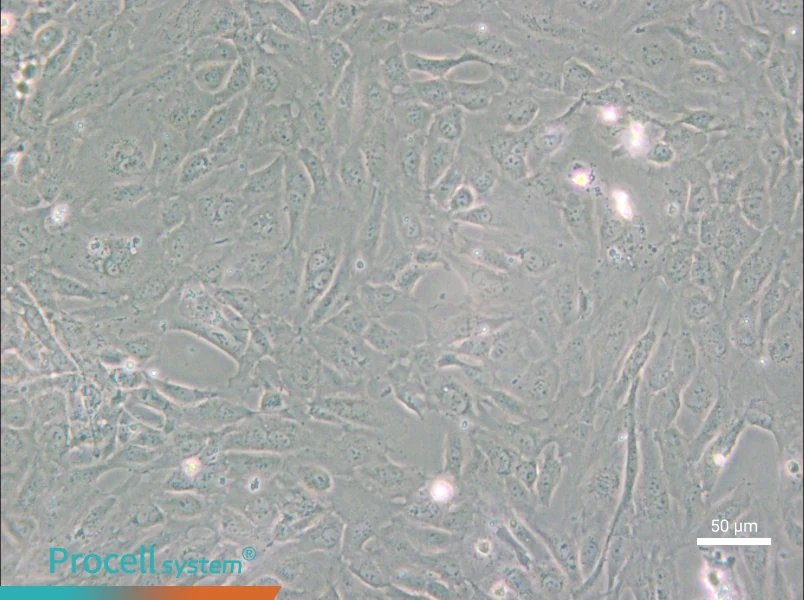 PUMC-HUVEC-T1 - 5