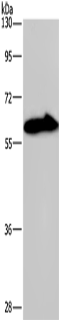 Western Blot analysis of Mouse brain tissue using KCNG4 Polyclonal Antibody at dilution of 1:550