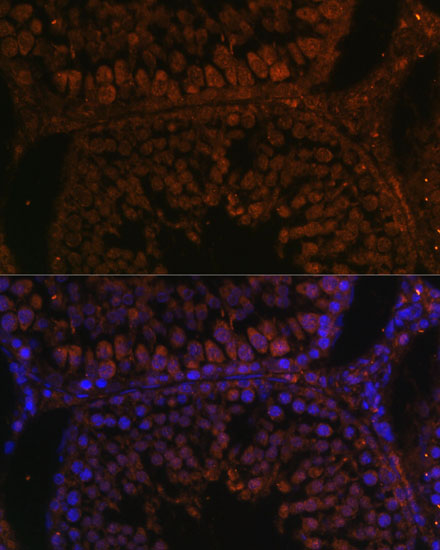 Immunofluorescence analysis of Rat testis using TPD52L3 Polyclonal Antibody at dilution of 1:100. Blue: DAPI for nuclear staining.