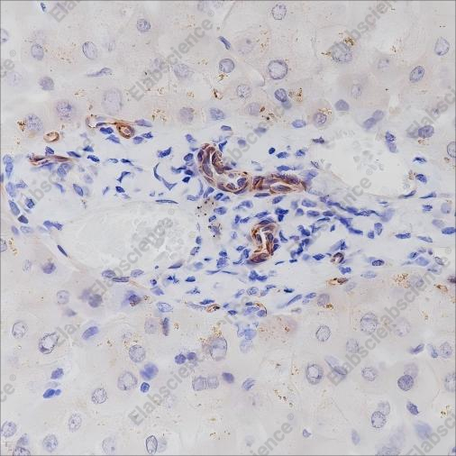 Recombinant Nestin Monoclonal Antibody - 3