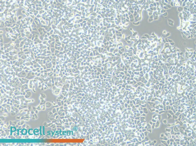 T-47D Cell Complete Medium - 1