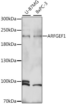 Western blot analysis of extracts of various cell lines using ARFGEF1 Polyclonal Antibody at 1:1000 dilution.