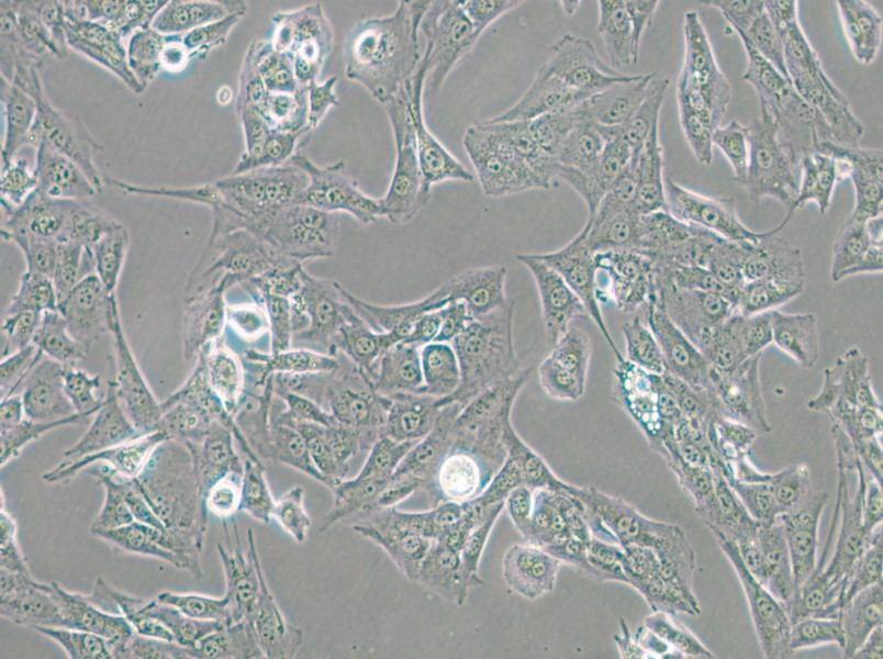 BALB/3T3 clone A31 Cell Complete Medium - small - 6