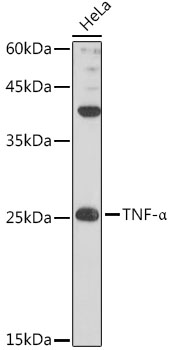 Western blot analysis of extracts of HeLa cells using TNF-α Polyclonal Antibody at 1:1000 dilution.