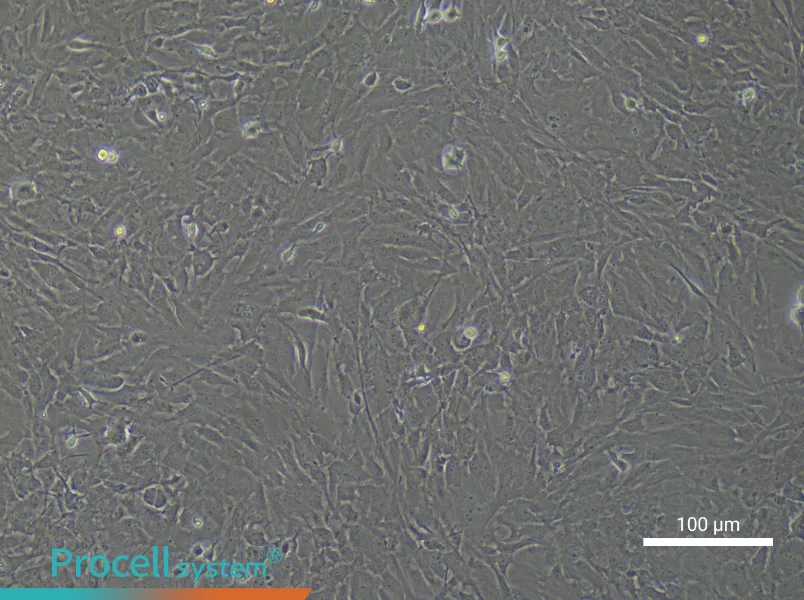 Mouse Retinal Muller Cell Complete Medium - 1