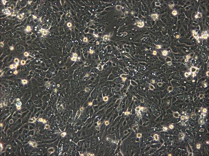 SNU-C5 Cell Complete Medium - 6