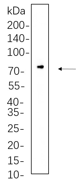 Recombinant Raf-1 Monoclonal Antibody-searchlist-1