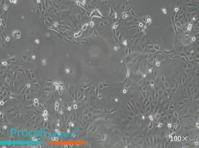 Panc 03.27 Cell Complete Medium - 2