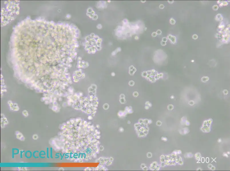 Farage Cell Complete Medium - small - 4