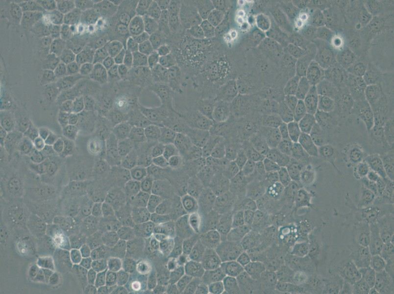 A-253 Cell Complete Medium - small - 4