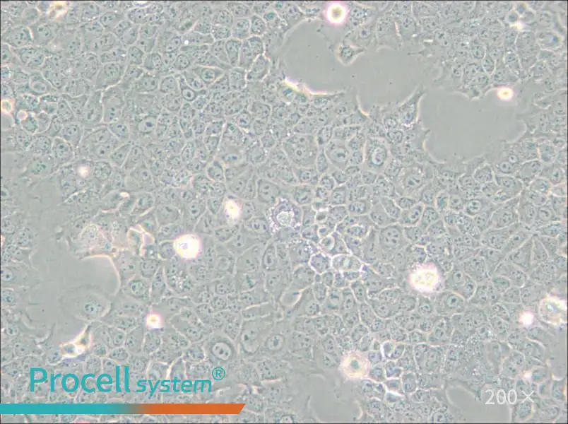 AML12 Cell Complete Medium - small - 4