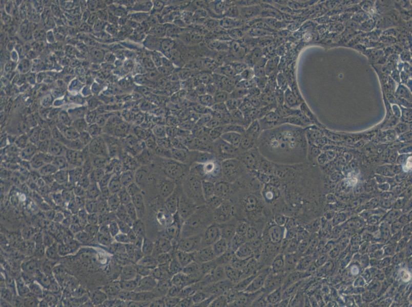 Calu-3 Cell Complete Medium - 4